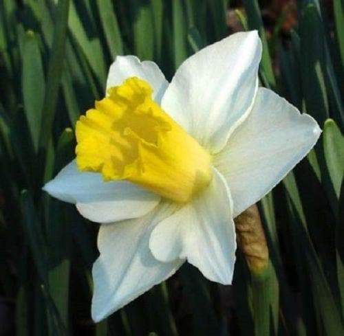 Daffodil NARCISSUS SALOME ,Large Bulb Size! 14-16 cm Perennial Shipping now - Caribbeangardenseed