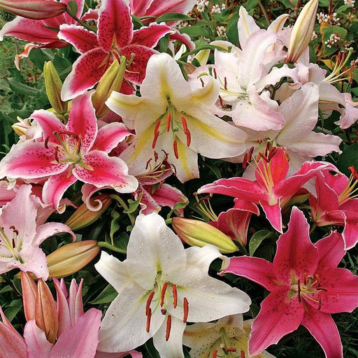 Shop Oriental Lily at Caribbeangardenseed | Grow Your Own Food with  Caribbean Garden Seed