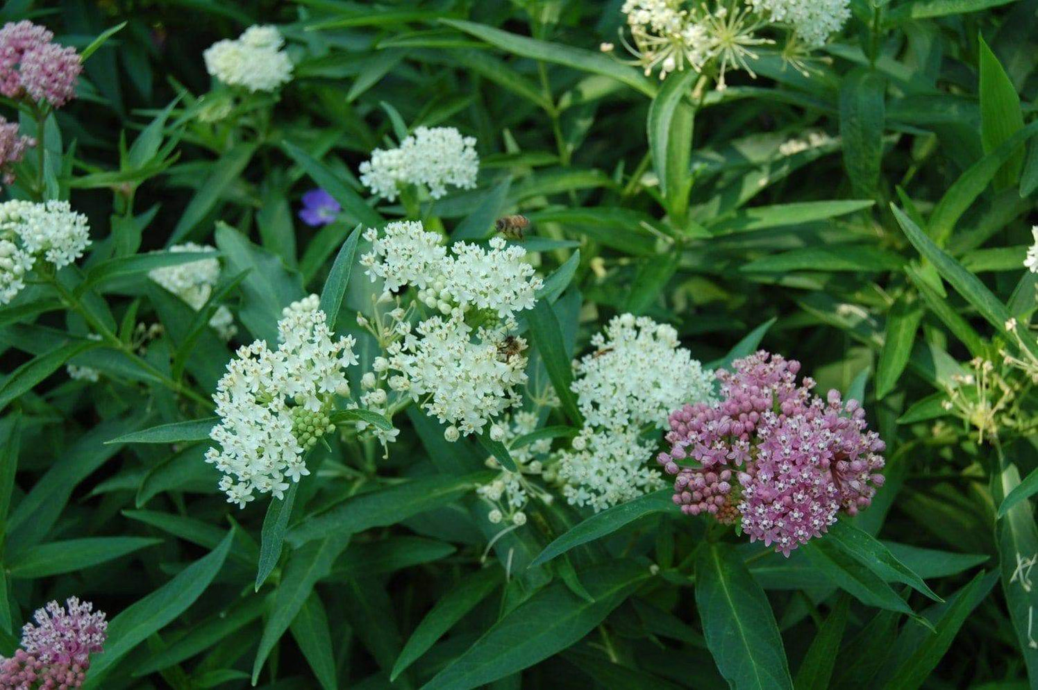 Butterfly Weed Seeds-White Milkweed (Asclepias incarnata) attract bees ...