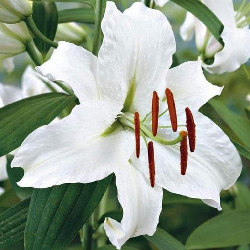 Shop Oriental Lily at Caribbeangardenseed | Grow Your Own Food with  Caribbean Garden Seed