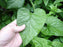 Caucasian Spinach Seeds, - Hablitzia tamnoides - Perennial VEGETABLE - Caribbeangardenseed