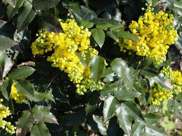 Buy Creeping Barberry SEEDS, (Mahonia repens ) FLOWERS VINE Online