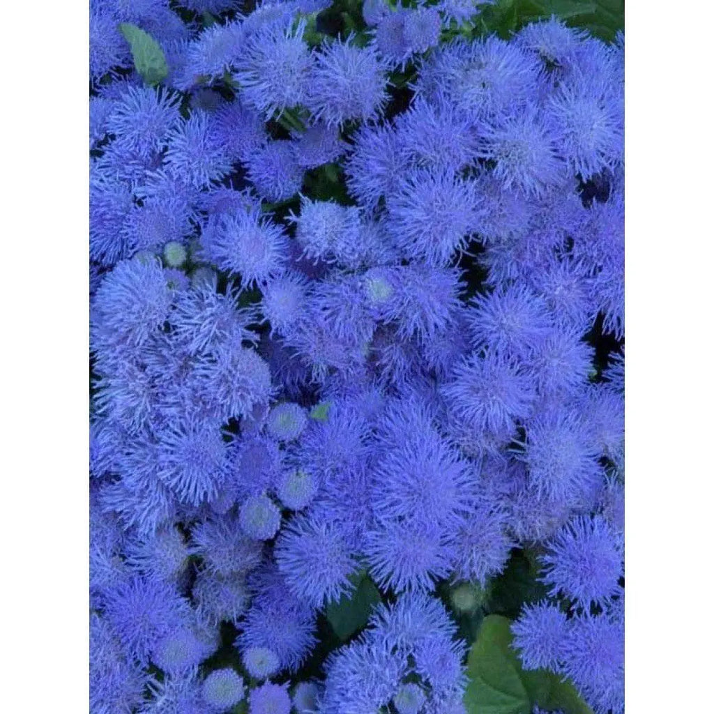 Цветы агератум голубая норка