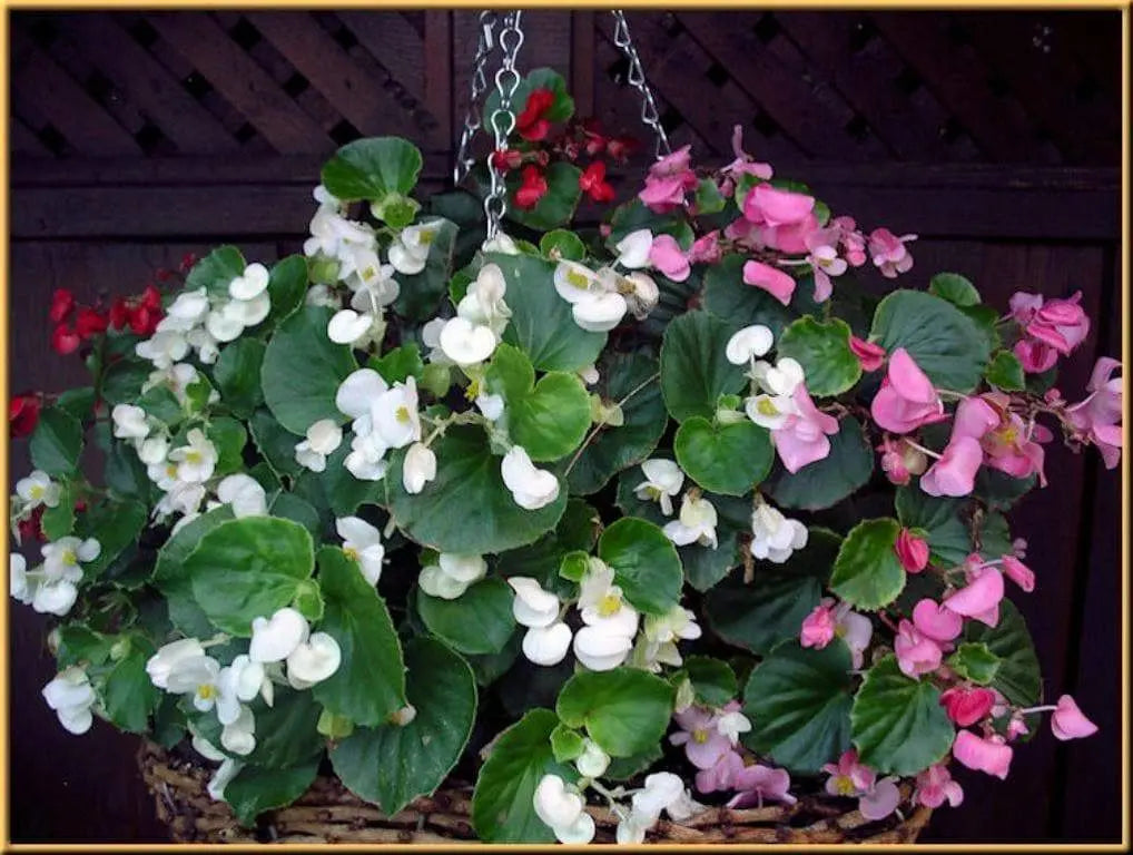 Buy Begonia Seeds (Begonia Semperflorens Mix) Choose Your Color~Rose  Pink,White,Red Or Mix Color Online
