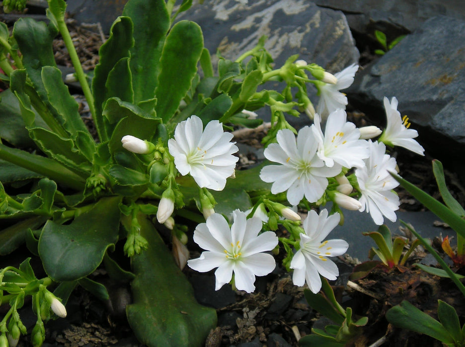 Semis de Lewisia - Page 5 Flowers-seeds-lewisia-tweedyi-alba-white-flowers-seeds-great-in-container-perennial-2_936x700