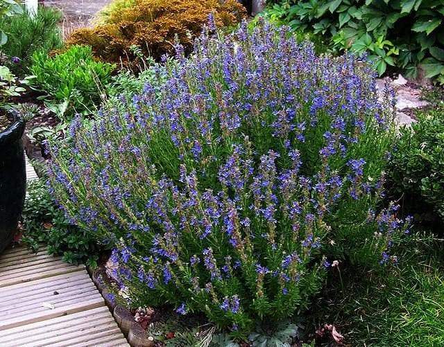 Buy HERB,Hyssop, Official (Hyssopus officinalis),Perennial native to ...