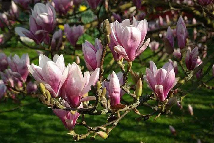 Buy Lily Magnolia Seeds - Magnolia liliiflora, Native to southwest China  Online