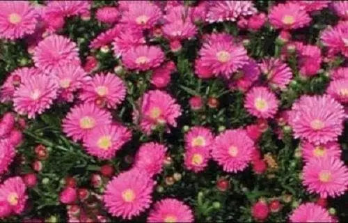 Aster-Pot 'n Patio Pink,(SEED) You cannot go wrong with this 100 FLOWER ...