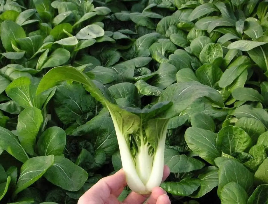 Seeds And Bulbs Plants Seeds And Bulbs Garden And Patio 2000 Canton Pak Choi Bok Choy Chinese Cabbage 5887