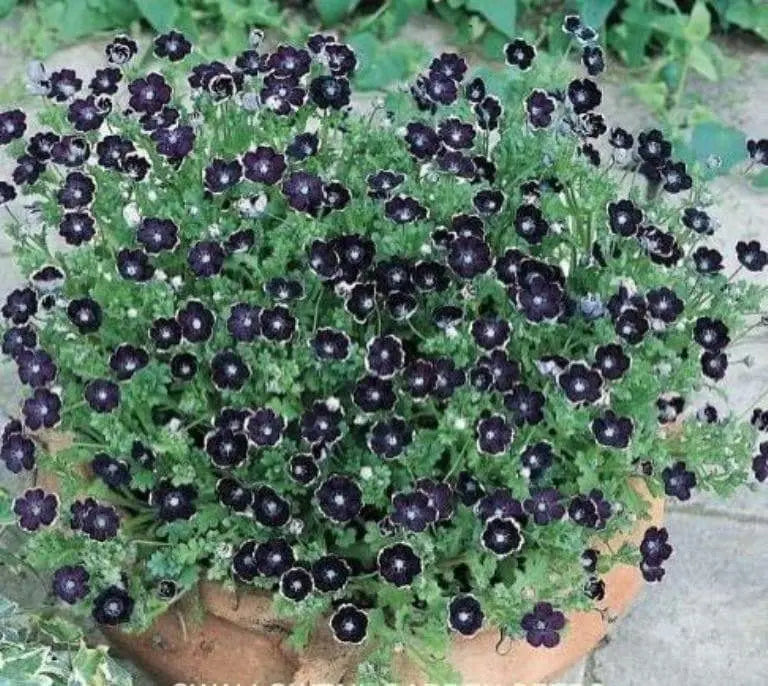 nemophila menziesii penny black