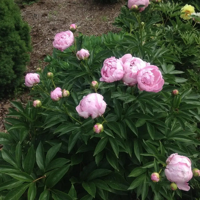 Buy Dr. Alexander Fleming Peony '(Bareroots Plant) 3-4 Eyes, Perennial  Shrub. Online