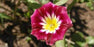 Dwarf Morning Glory,Red Ensign Convolvulus Tricolor Minor Red, 50 Seeds - Caribbeangardenseed