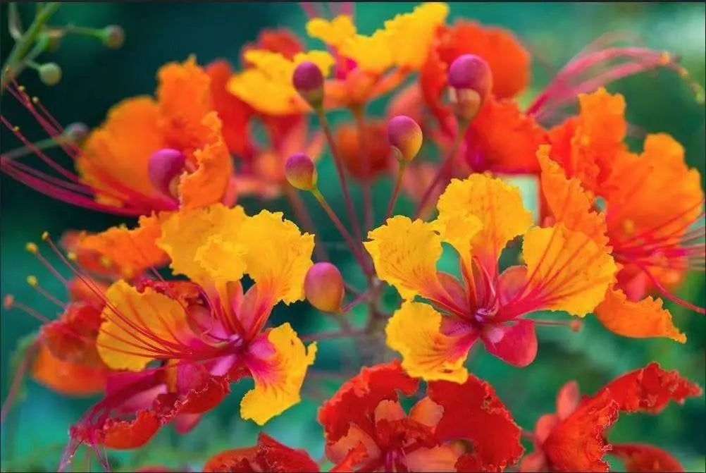 Цветы барбадос фото