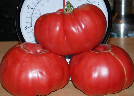 Tomato Seeds, German Pink, Meaty flesh with few seed, Heirloom Tomato