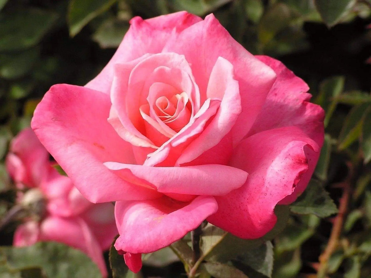 First Prize Hybrid Tea Rose (1 Plant) Border,Cut Flowers,Ornamental ...