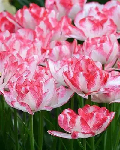 Buy Tulipa double late 'Cartouche