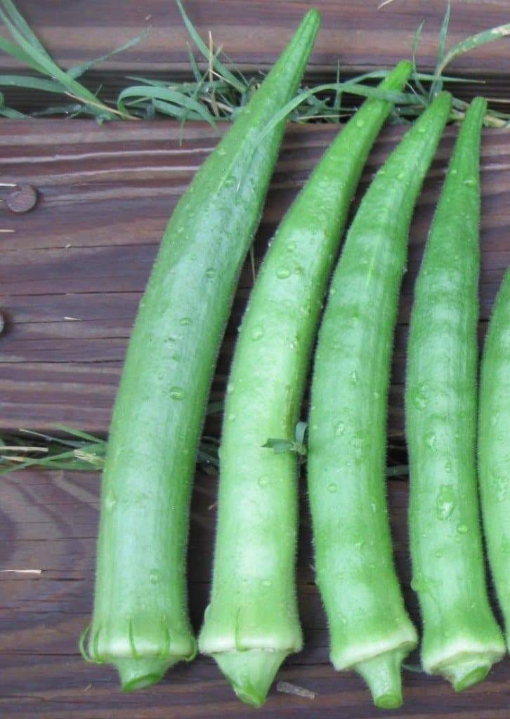 okra seeds