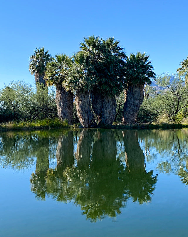 Agua Caliente Park Tucson