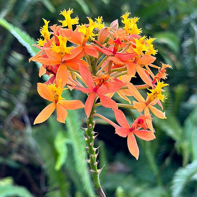 misha mars starfire orchid