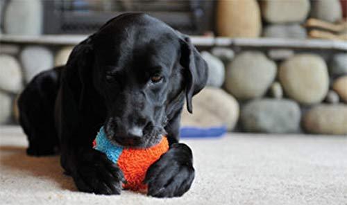 indoor dog ball