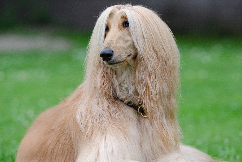 saluki dog long hair