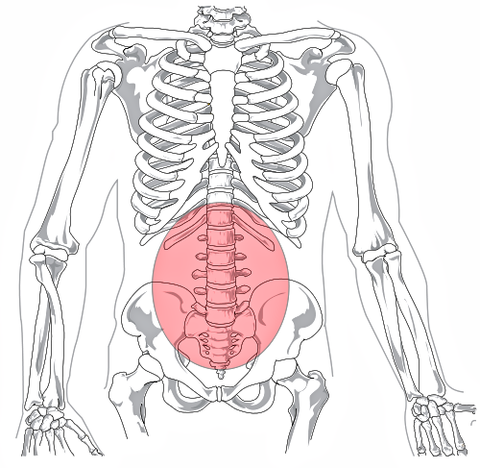 What Organs Are In Lower Back Area : Lower Back Organs Anatomy Anatomy Drawing Diagram