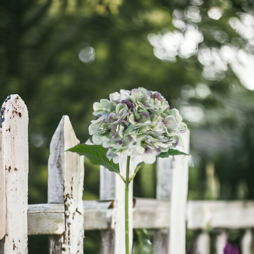 Raz 13 Real Feel Green and Purple Hydrangea Stem F4441780