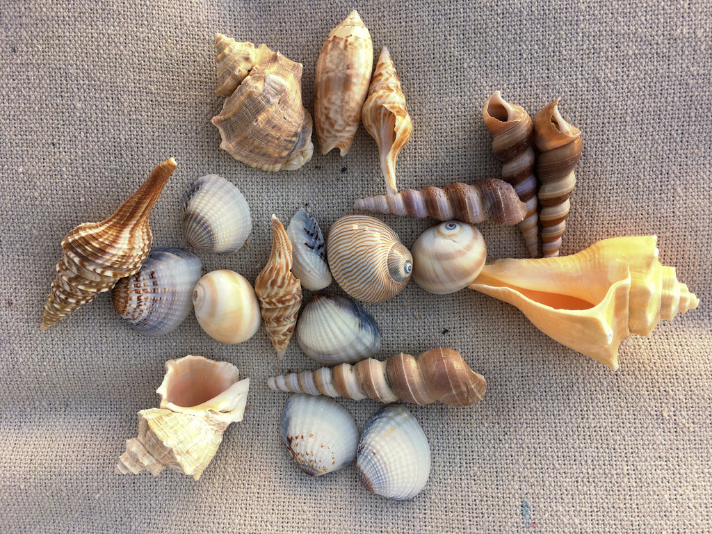 Two Bags Of Exotic Sea Shells Mellow Monkey