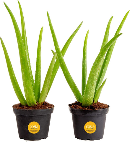 Aloe Vera Succulent Plants