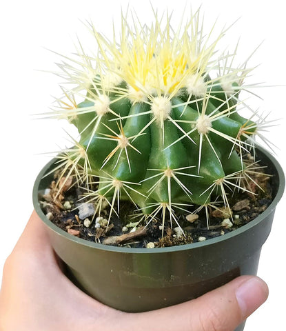 Barrel Cactus Plant