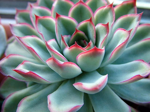 Echeveria Pulidonis succulent plant