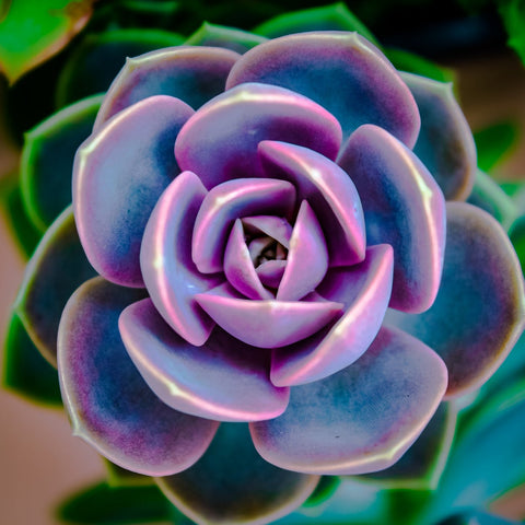 Perle Von Nurnberg Echeveria Succulent Plant