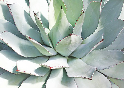 Agave Succulent Plant