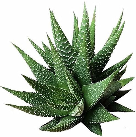 Aloe Spiky Succulent Plant