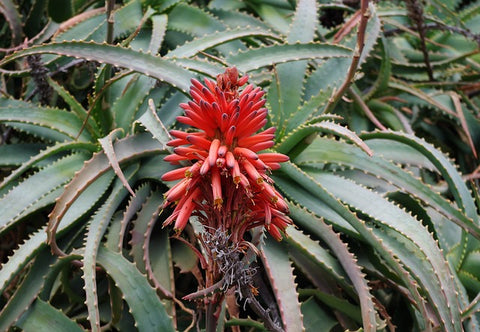 Aloe arborescens Succulent Plant