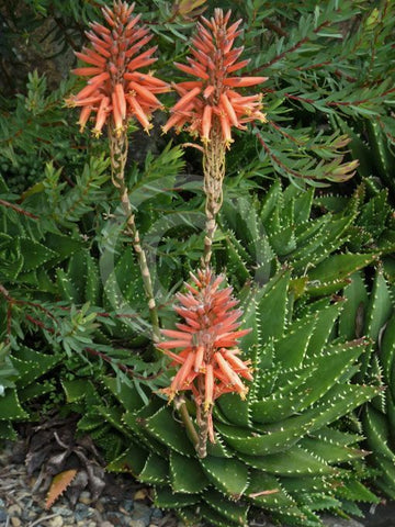 Aloe brevifolia succulent plant