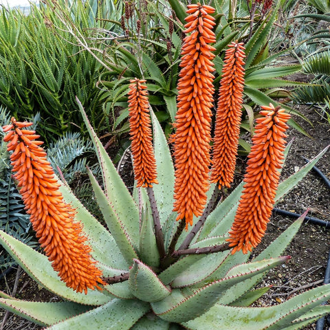 Aloe ferox Succulent Plant