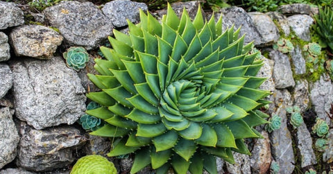 Aloe polyphylla Succulent Plant