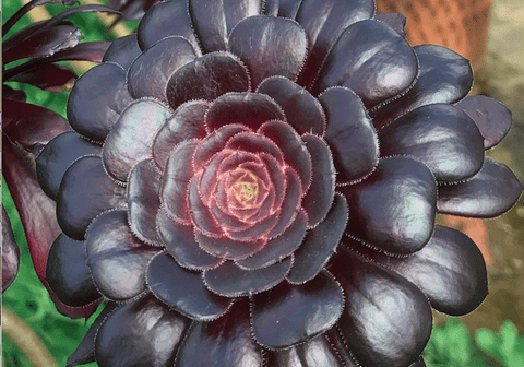 Black Rose succulent plant