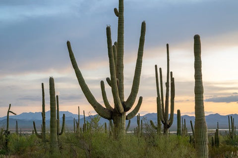Cactus Health Plant Image