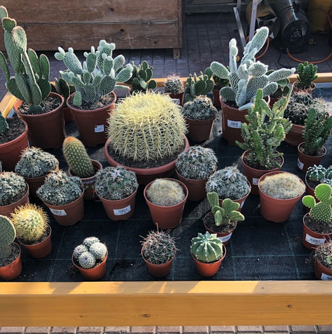 How to Grow Cactus Plants in Pots