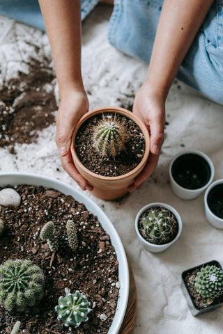 Cactus and Succulent Soil