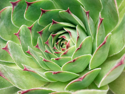 Cobweb Houseleek Succulent Plant