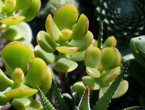 Healthy Jade Succulent Plant