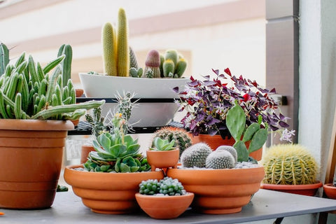How to Care For Succulent Plants
