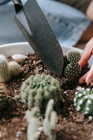 How to Grow Cactus Plants From Cuttings Indoors