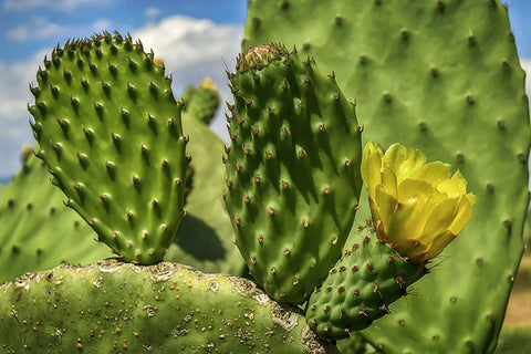 Opuntia Succulent Plant