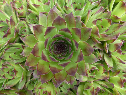 Sempervivum Succulent Plant