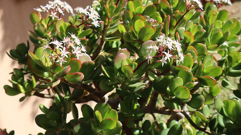 Succulent Jade Plant