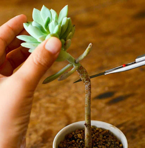 Succulent Stem Cutting